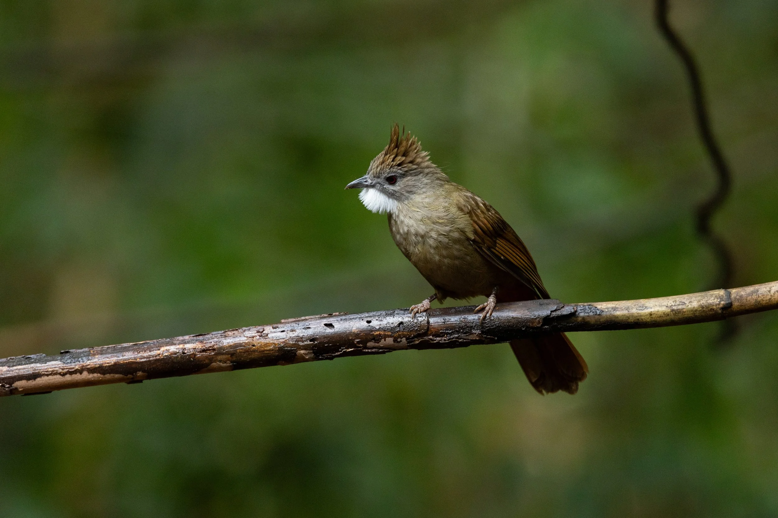 Borneo — Red Hill Birding